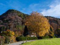 Gelborange leuchtender Baum unter dem Haindorfer Berg